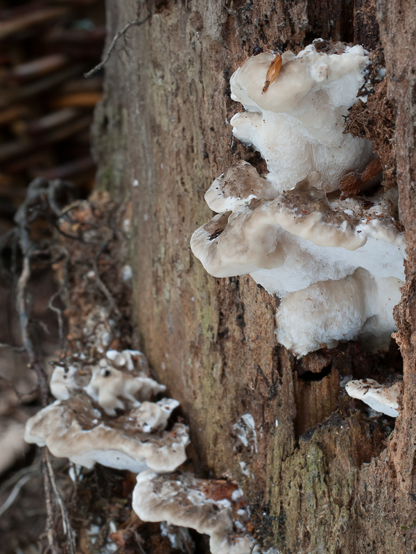 Oligoporus balsameus